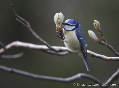 Blåmes Parus caeruleus