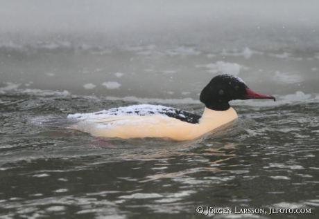 Storskrake  Mergus merganser Trosa Sverige