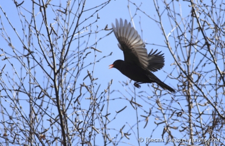 Koltrast  Turdus merula 