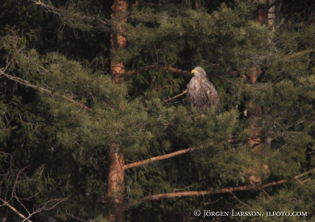 Havsörn Haliaeetus albicilla Björnlunda Södermanland