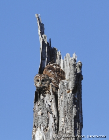 Kattuggla Strix aluco Värmland 