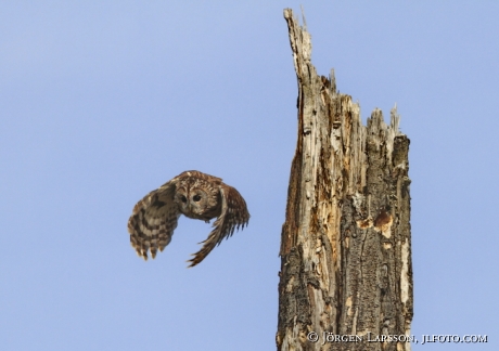 Kattuggla Strix aluco Värmland 