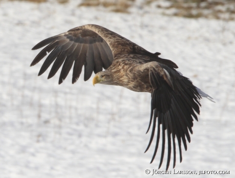 Havsörn  Haliaeetus albicilla Björnlunda Sverige