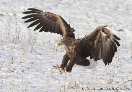 Havsörn  Haliaeetus albicilla Björnlunda Sverige