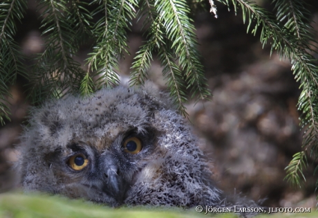 Berguv Bubo bubo