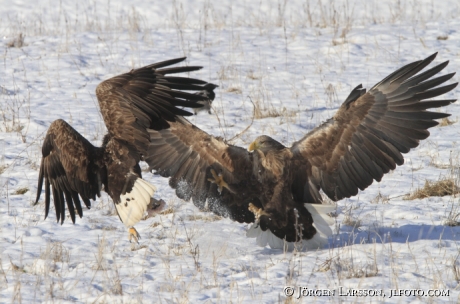 Havsörn  Haliaeetus albicilla Björnlunda Sverige