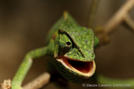 Kameleont Kenya