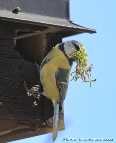 Blåmes Parus caeruleus bygger bo 