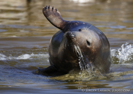 Grey seal Halichoerus grypus