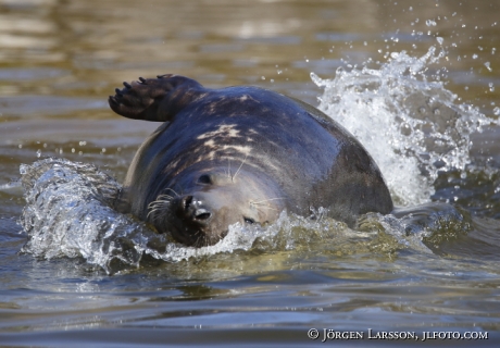 Grey seal Halichoerus grypus