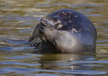 Grey seal Halichoerus grypus