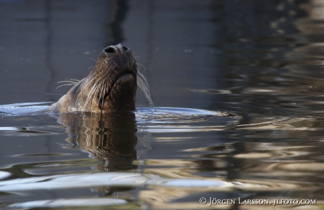 Grey seal Halichoerus grypus