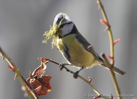 Blåmes Parus caeruleus bygger bo 