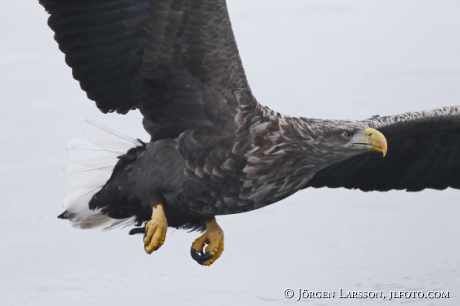 Havsörn  Haliaeetus albicilla