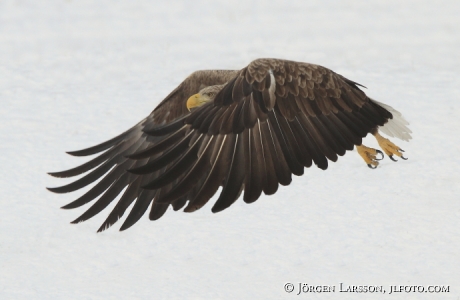 Havsörn  Haliaeetus albicilla Björnlunda Sverige