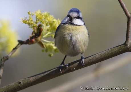 Blåmes Parus caeruleus