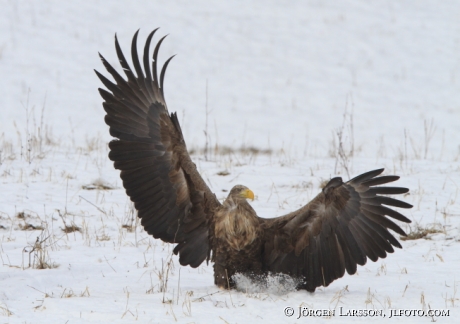 Havsörn  Haliaeetus albicilla Björnlunda Sverige