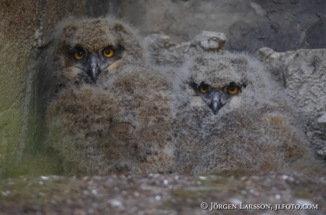 Berguv Bubo bubo