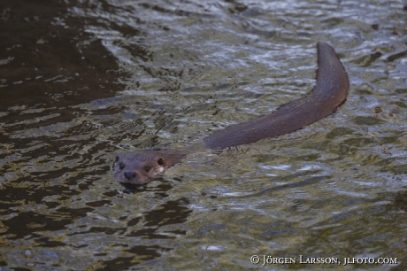 Otter Lutra lutra