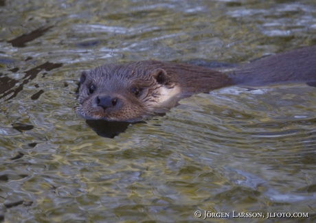 Otter Lutra lutra