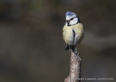 Blåmes Parus caeruleus