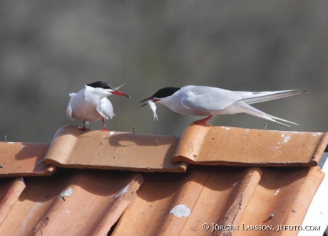 Fisktärna Sterna hirundo Småland 