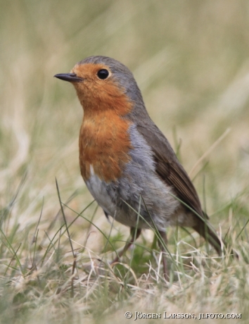 Rödhake Erithacus rubecula