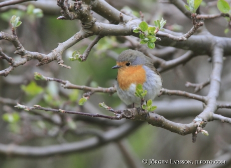 Rödhake Erithacus rubecula