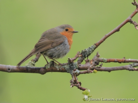 Rödhake Erithacus rubecula