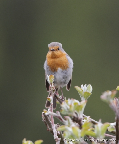 Rödhake Erithacus rubecula