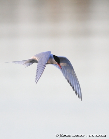 Fisktärna Sterna hirundo Småland 