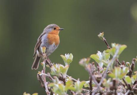 Rödhake Erithacus rubecula