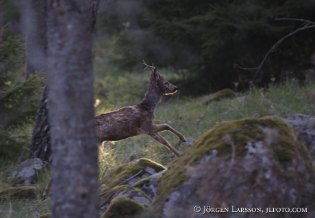 Roe deer Capreolus capreolus