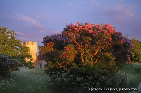 Visby ringmur Gotland Sverige