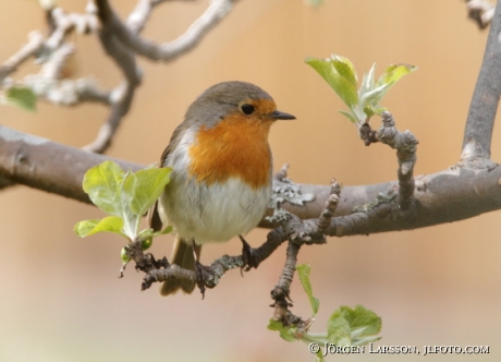 Rödhake Erithacus rubecula