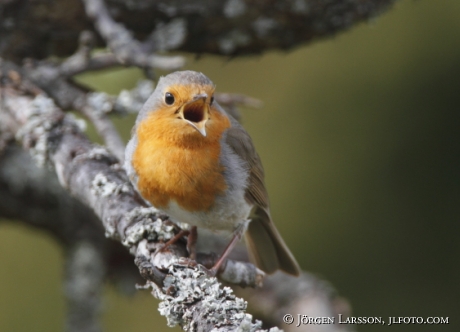 Rödhake Erithacus rubecula