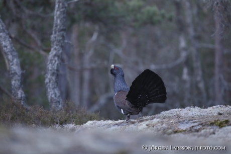 Tjädertupp Tetrao urogallus