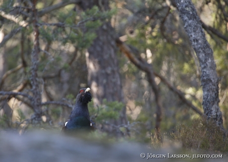 Tjädertupp Tetrao urogallus