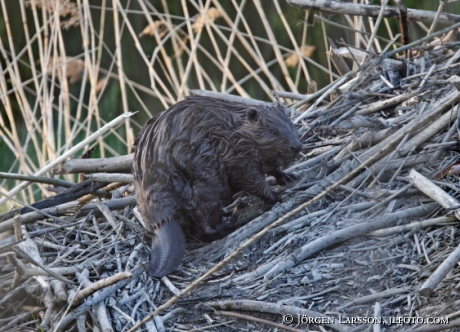 Bäver Castoridae på sin hydda   Gnesta