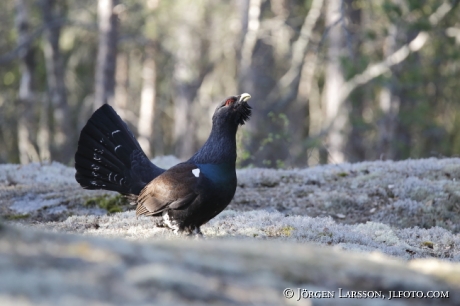 Tjädertupp Tetrao urogallus