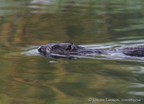 Bäver Castoridae    Gnesta