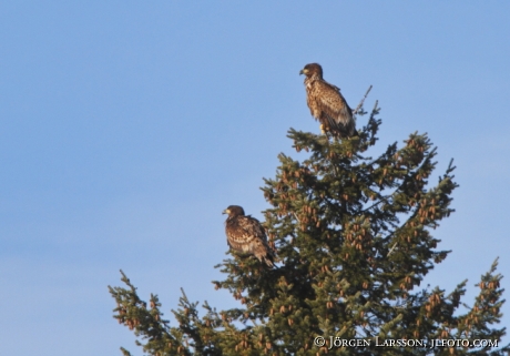 Havsörn Haliaeetus albicilla Björnlunda Södermanland