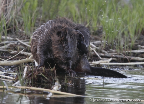 Bäver Castoridae kliar sig   Gnesta