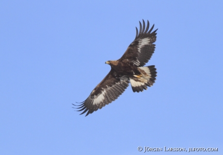 Kungsörn Aquila chrysaetos  Björnlunda Södermanland