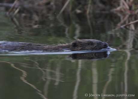 Bäver Castoridae   Gnesta