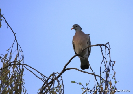 Ringduva Columba palumbus