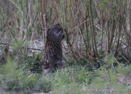 Bäver Castoridae   Gnesta