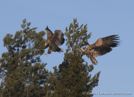 Havsörn Haliaeetus albicilla Björnlunda Södermanland