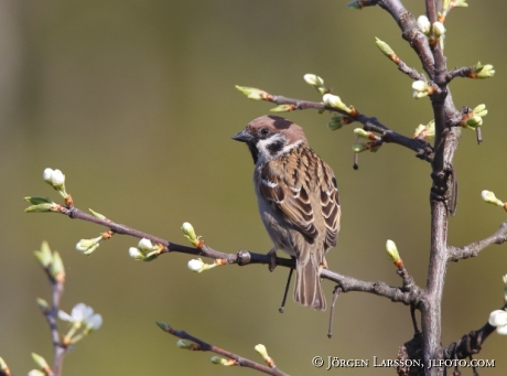 Pilfink Passer montanus