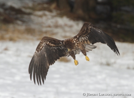 Havsörn Haliaeetus albicilla Björnlunda Södermanland